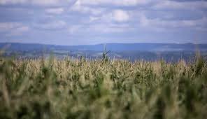 Más de 93% de cosecha de cereales de invierno en Rusia están en condiciones normales