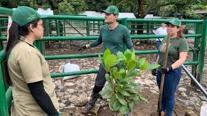 Central Ganadera, un pulmón verde dentro de Medellín, sembraron 220 árboles nativos
