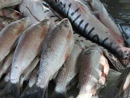 Siga estas recomendaciones para el consumo seguro de pescado en Semana Santa