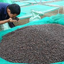 El auge del café instantáneo está cambiando la suerte de los agricultores del fruto