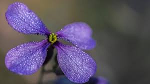 Conozca más sobre la planta camaleónica que activa distintos genes según el calor