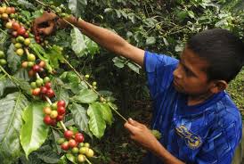 Los niños caficultores del Cauca: guardianes del mejor café que tiene el país y el mundo