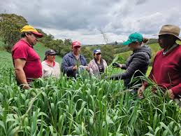 AGROSAVIA celebra el día de la ciencia reconociendo la vocación, compromiso y dedicación de sus investigadores e investigadoras