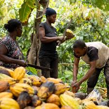 Cacao y sus derivados duplicaron sus exportaciones y llegaron a US$265 millones en 2024