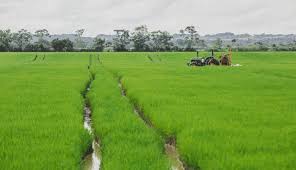 MinAgricultura fijó lineamientos para la entrega de $22.000 millones al sector arrocero