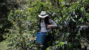 Colombia, principal proveedor de café en el mercado de EE.UU. con 17% de participación total