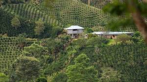 Producción cafetera alcanzó 3,78 millones de sacos durante primer trimestre de 2025