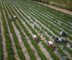Perú busca atraer inversiones por US$24.000 millones para impulsar sector agroindustrial