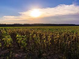 ¿Realmente funciona el uso de insectos y aves para el control de plagas en cultivos?