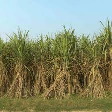 La importancia que tiene la agricultura de precisión para el sector de la caña de azúcar