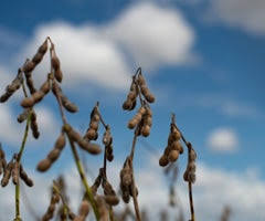 La soja de Argentina actualmente sufre a causa de los excesos que hay de humedad