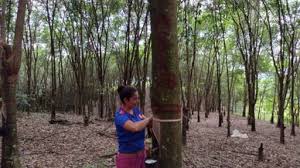 Comunidad indígena en Colombia recibe la primera certificación mundial en manejo forestal sostenible