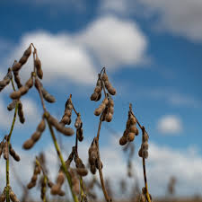 Milei les dice a los agricultores argentinos que vendan soja ahora que el peso cae 12%