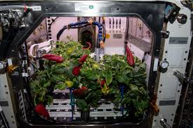 Actualmente la agricultura espacial ya es una realidad en la Estación Espacial Internacional