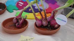 AGROSAVIA elaboró y presentó un modelo de producción para cebolla de bulbo en Norte de Santander