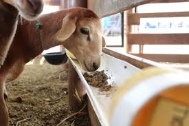 AGROSAVIA y Banco de la Republica promueven investigación para la evaluación de bioproducto en el manejo sanitario en ovinos