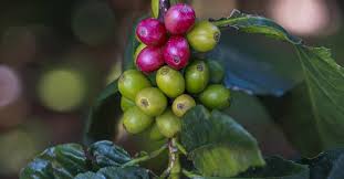 Café colombiano rompió récord: producción del tercer trimestre fue la más alta en dos décadas