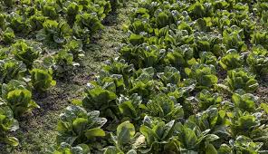 Este es el impacto que tiene en los humanos el mejoramiento genético de las plantas
