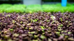 La regeneración de los suelos, como un pilar crucial para lograr la agricultura sostenible