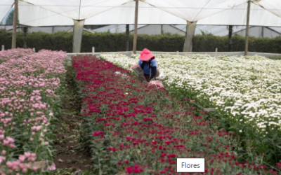 Flores colombianas acompañarán celebración del Día de la Madre en los Estados Unidos