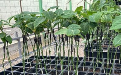 Colombia lidera el futuro de las pasifloras: Medellín, sede del II Congreso Mundial