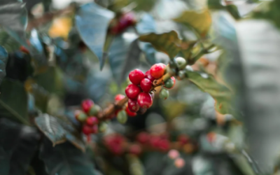 Pese al clima, Colombia continúa manteniendo el crecimiento en la producción de café
