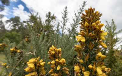 Mitos y verdades sobre las especies exóticas invasoras, culpables de la pérdida de biodiversidad