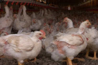 Por gripe aviar en Brasil, ICA suspende temporalmente sus importaciones de aves vivas