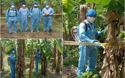 Jornada para salvar los cultivos de plátano en Arauca: ICA erradica brotes de enfermedad que afecta la producción