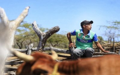 ¡Urgente! Ganaderos ubicados en las zonas categorizadas de alto riesgo de presentación de Rabia de Origen Silvestre, a vacunar sus bovinos y bufalinos durante el primer ciclo 2025