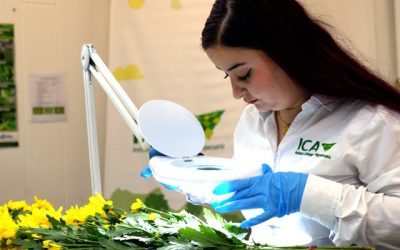 Colombia triplicó la exportación de flores a diferentes países del mundo para la celebración del Día de la Madre