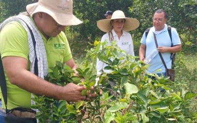 El Instituto Colombiano Agropecuario trabaja por la protección de los cítricos en el sur del Magdalena