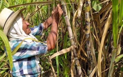 La caña que endulza desde el Valle del Cauca se produce con Buenas Prácticas Agrícolas