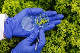 Inbacter: la herramienta creada en Colombia para una agricultura mucho más sostenible