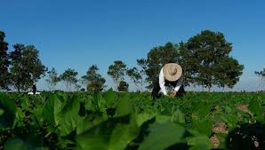 Colombia disminuyó las áreas de siembra y producción de cereales y leguminosas