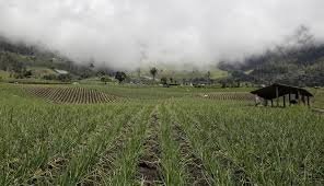 Polémica por nuevo decreto que activa poder de compra privilegiada en reforma agraria