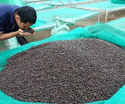 Las exportaciones del agro colombiano crecieron 50,9% en el mes de marzo de 2025