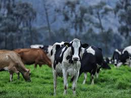 Esfuerzo de productores de leche para una ganadería con sostenibilidad rinde sus frutos