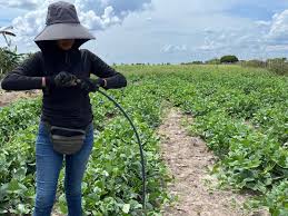 En 2024 La Guajira, Cauca, Santander, Antioquia y Vichada lograron transformar el campo