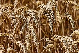 La siembra de cereales de primavera en 2025 de Ucrania alcanza los 76% de avance