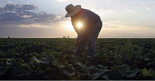 Más sobre el Día del Campesino, un homenaje que es más que merecido por su labor