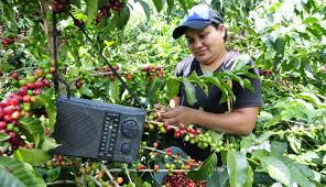 Sobre la variedad de café Castillo 2.0, estos son los importantes consejos del profesor Yarumo