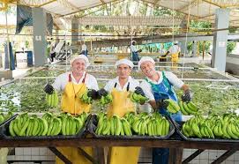 El banano lidera la canasta exportada de frutas del país; supera con creces al aguacate Hass