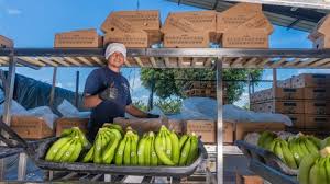 AgroGaira: una empresa bananera que hoy por hoy lleva sabor colombiano al mundo