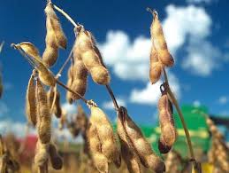 Los agricultores argentinos aprovechan los días secos para acelerar cosecha de soja