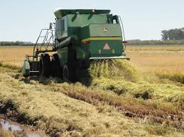 Usda prevé un alza de la oferta de maíz en EE. UU. el próximo año por una mayor siembra