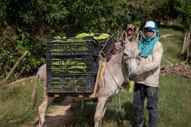 Más de US$10 millones se han destinado al agro colombiano en zonas vulnerables