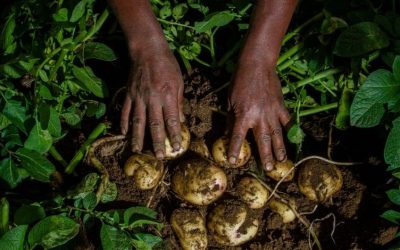 El riesgo climático es una barrera para el acceso al crédito agropecuario