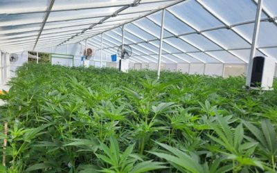 Semillas in vitro de cannabis colombiano para uso médico y científico son referente en el mundo.