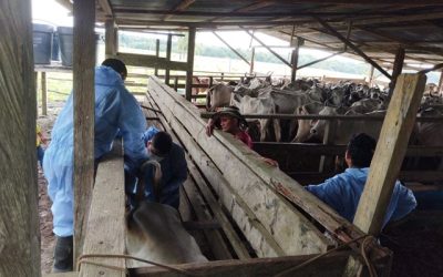 Vaupés candidato para ser libre de fiebre aftosa sin vacunación